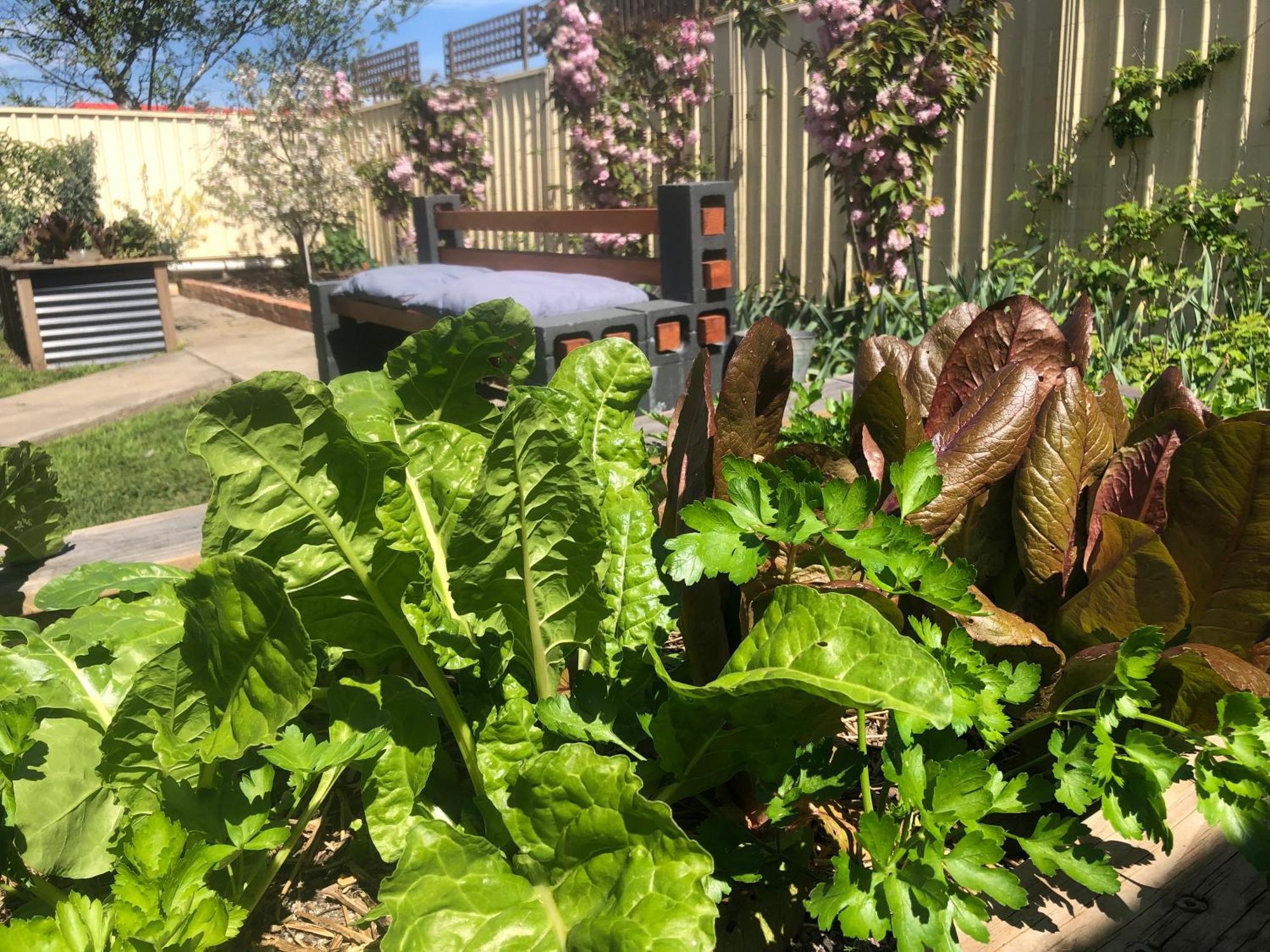 Lovely Budget Vegan Homestay Launceston Eksteriør billede